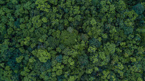 1 miljard hectare bos nodig tegen klimaatverandering