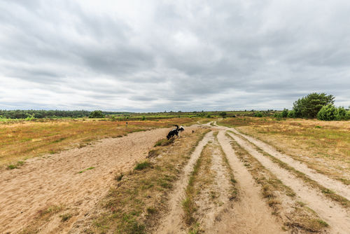 Rozendaalse Veld in Gelderland tijdens de droogte van 2018.