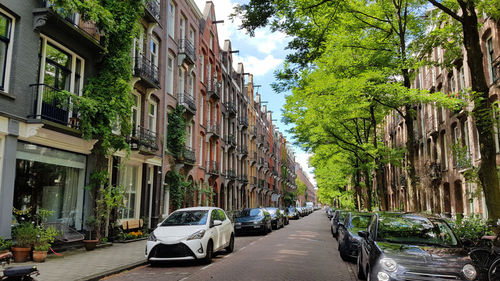 Gemeente Amsterdam brengt voordelen groen in kaart