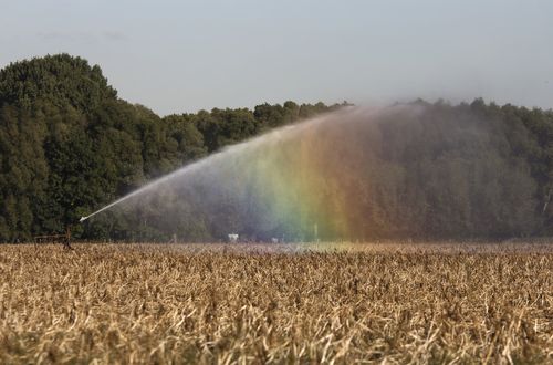 Kwetsbare natuur Vlaanderen gaat gebukt onder neerslagtekort