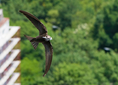 Vogelbescherming lanceert Award Natuurinclusief Bouwen en Ontwerpen