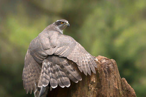 Ruim 270 miljoen voor natuur en biodiversiteit in Noord-Holland