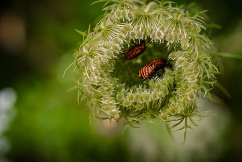 Roadmap voor insectenherstel
