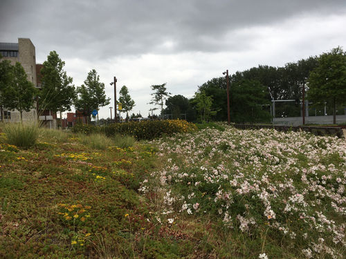 Zo pakken gemeenten klimaatadaptatie aan