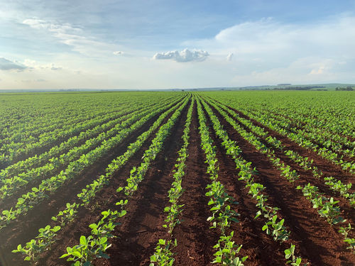 Opschaling natuurinclusieve landbouw alleen door financiële prikkel