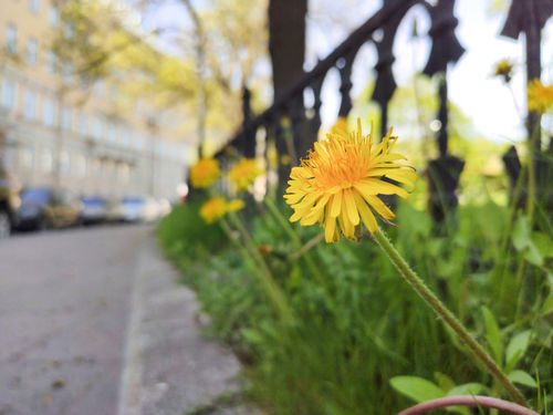 Dieren in de stad goed in het oplossen van problemen