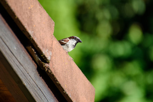 RvS: Gedragscode Natuurinclusief Renoveren onduidelijk