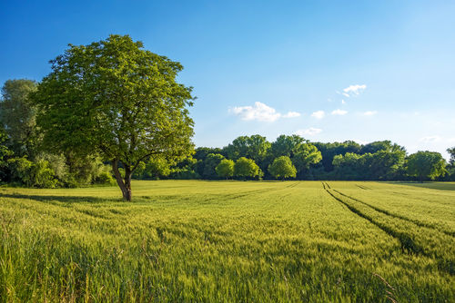 1% meer bomen per jaar. Hoe dan?